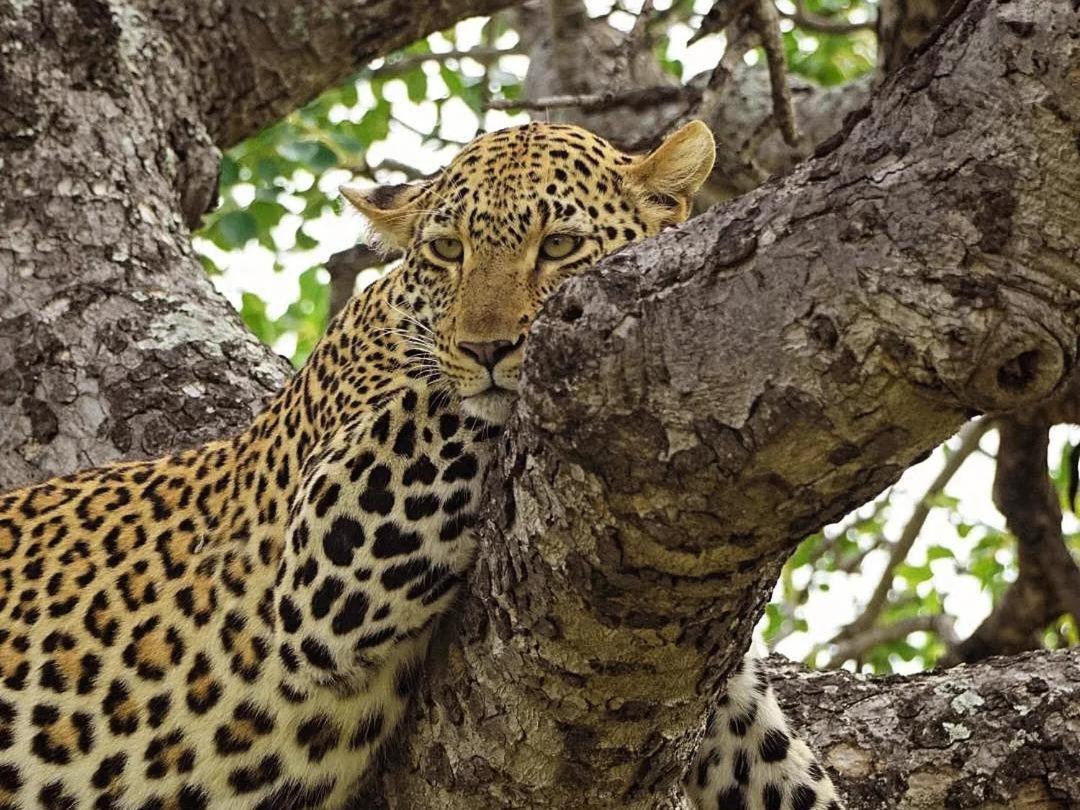 Maroelani Lodge- Greater Kruger Private Reserve Hoedspruit Exterior foto