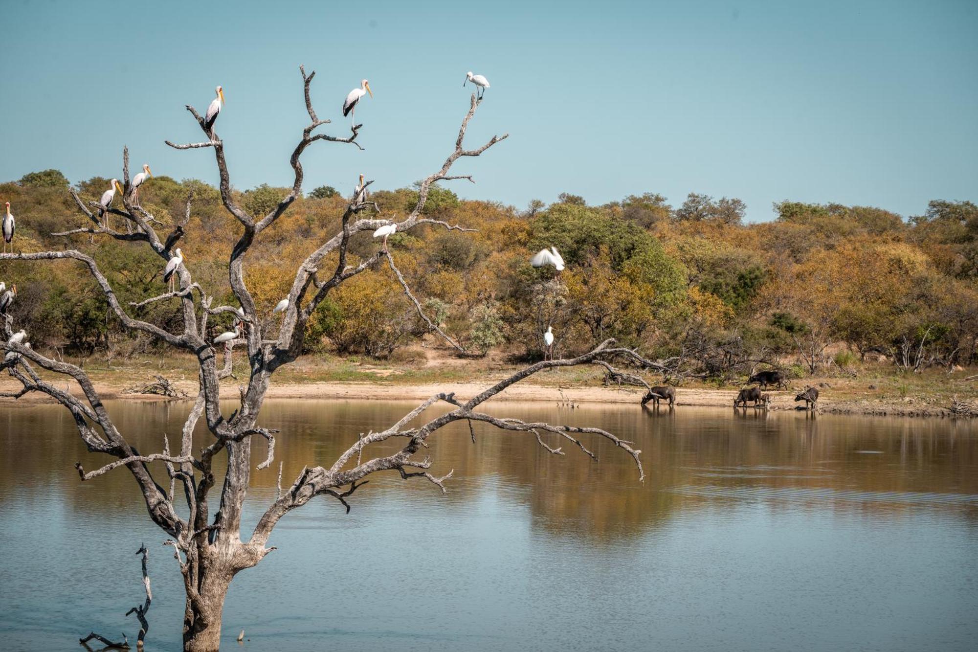 Maroelani Lodge- Greater Kruger Private Reserve Hoedspruit Exterior foto